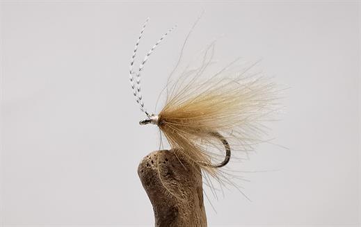 Elie's CDC Sedge